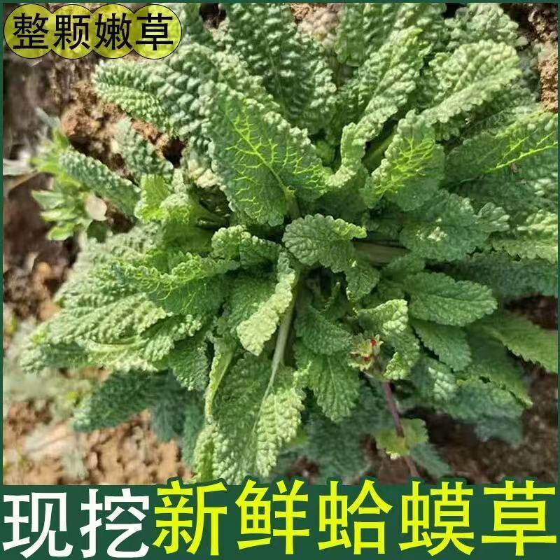 新鲜野外癞蛤蟆草新鲜蛤蟆菜蟾蜍草荔枝草过冬青风眼草新鲜带根发
