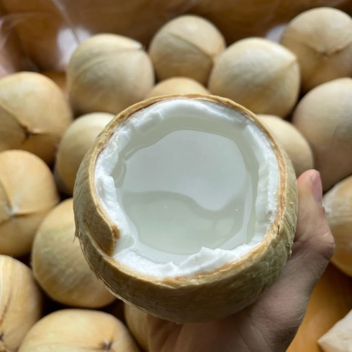 椰青牛奶椰皇鲜嫩多汁香水老椰子煲鸡汤孕妇新鲜椰宝水果京东顺丰