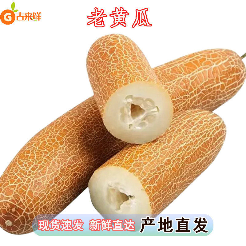 现摘老黄瓜头茬黄皮老黄瓜麻皮可口大黄瓜酸黄瓜新鲜蔬菜现摘当季