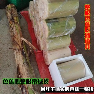 芭蕉心整根整节芭蕉茎现砍新鲜野外香蕉杆拉丝实心天原味网红整箱