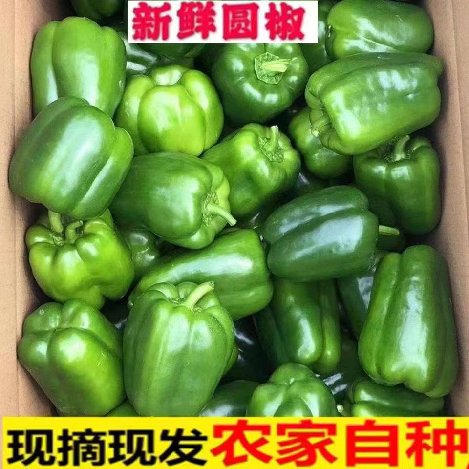 新鲜蔬菜薄皮青椒太空椒圆椒五彩甜椒不辣灯笼椒新鲜柿子椒水果椒,水产肉类/新鲜蔬果/熟食,辣椒,淘宝优惠券,粉丝福利购,淘宝优惠卷