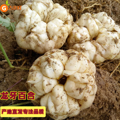 龙牙百合粉糯不苦特产煮制正宗特级新鲜食用龙牙甜百合新鲜