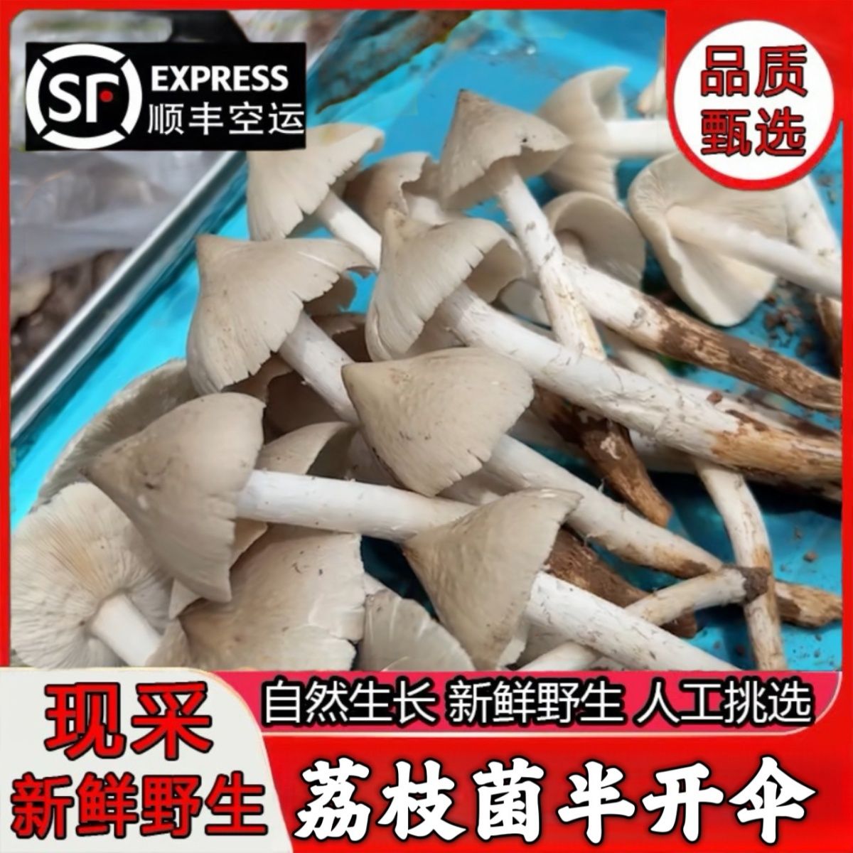 荔枝菌野生新鲜荔枝菇食用菌夏至菇五月菇鸡枞菌肉爽清甜美味菌子