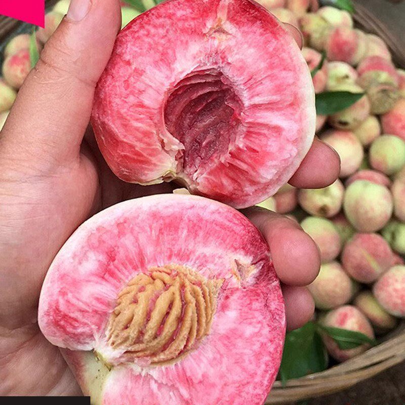 【现货】老树百花血桃新鲜结桃脱核桃脆甜桃白花血桃应当季新鲜桃