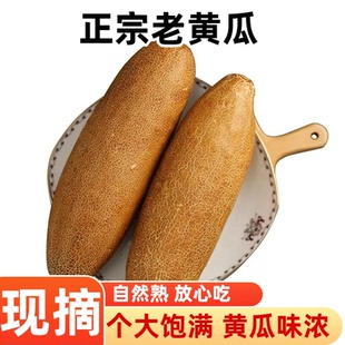 新鲜现摘老黄瓜老黄瓜麻皮老黄瓜蔬菜自然成熟放心吃新鲜现摘