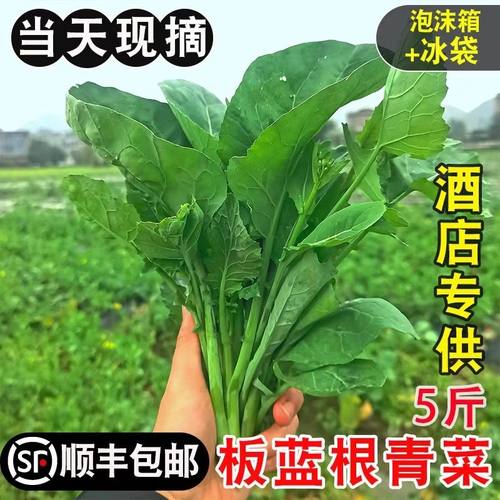新鲜正宗板蓝根青菜菘油1号白灼盐水板蓝根酒店特色食材鲜脆清甜