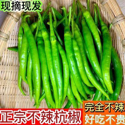 精品包邮正宗杭椒不辣辣椒新鲜薄皮不辣特小辣椒当季水果杭椒鲜椒