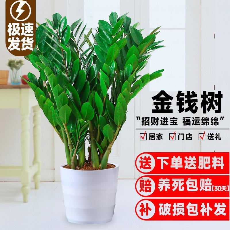 速发金钱绿盆招植物室内客厅树植好养花卉办公室栽财树大花盆摇钱