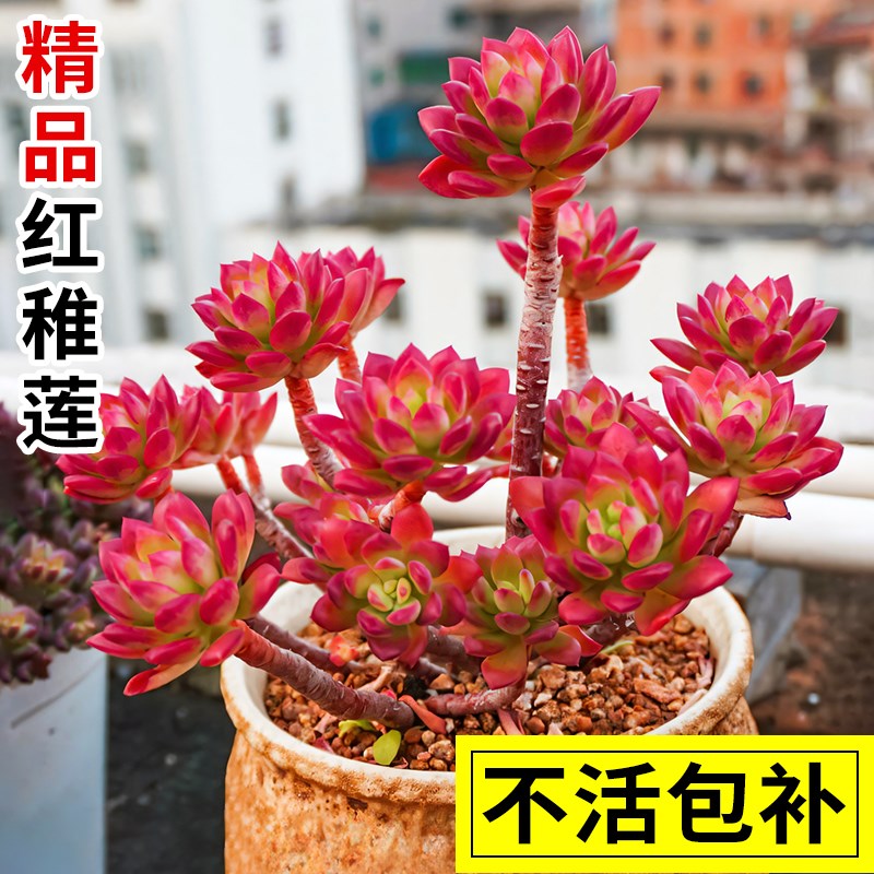 速发多肉盆物室内植栽红花莲多肉老桩姬红稚月玉树盆栽多肉大颗好