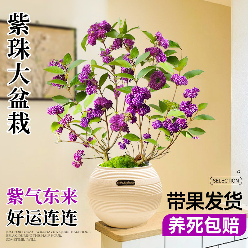 速发紫珠盆栽带果室植院景紫色珠桌面绿内外庭盆花园植物耐阴好养