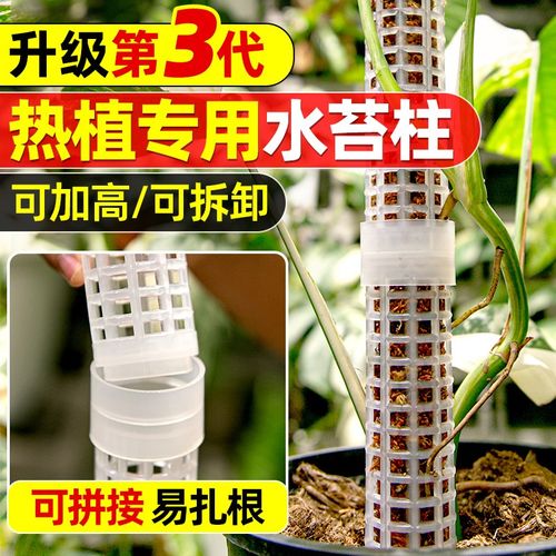 速发水苔柱棒可增高附攀热植绿萝龟背竹生爬柱蔓绿绒爬藤支定固架