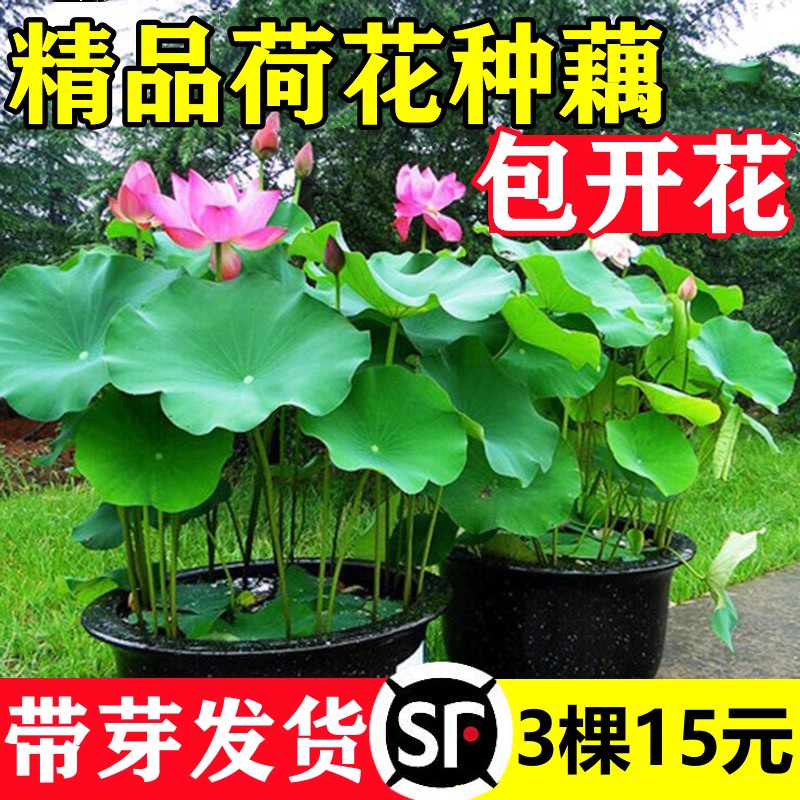 速发荷花种根苗水培观赏种藕盆栽睡碗鱼池塘水生植物花卉莲花养莲