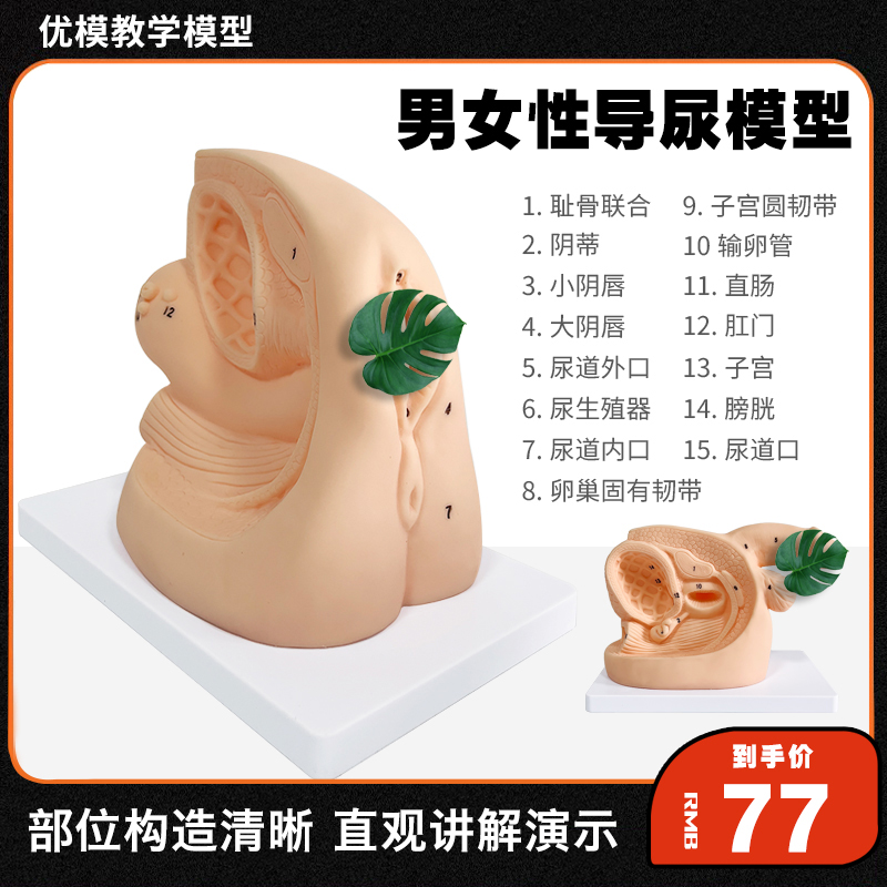速发男性导尿模型 院体泌尿生殖系统结构解剖模政家块医人学校教