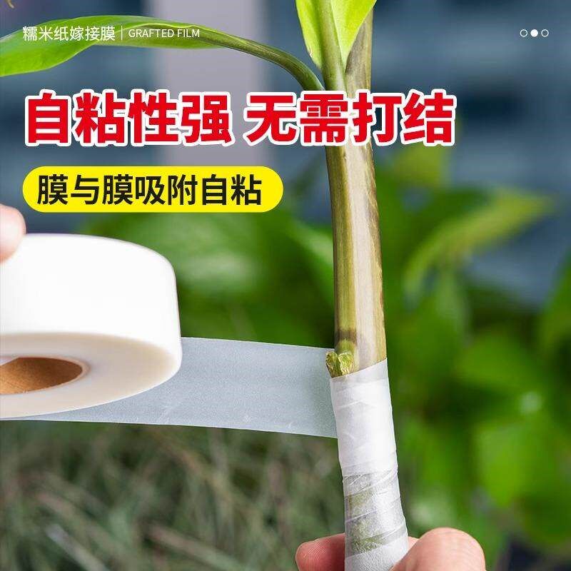 速发日本精选糯米纸嫁接专用膜果树自粘可降解接芽嫁接膜免拆糯米