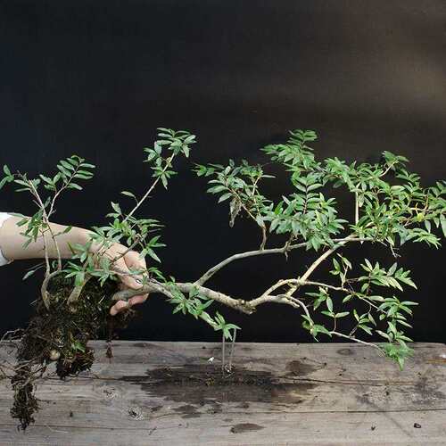 极速水杨梅鱼缸造景装饰盘栽绿植土培植物水团花水培水草阴性易活
