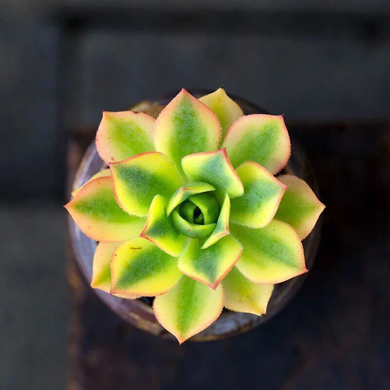 星爆多肉法师g肉肉植物绿植组合盆栽桌面莲花掌创意多肉植物