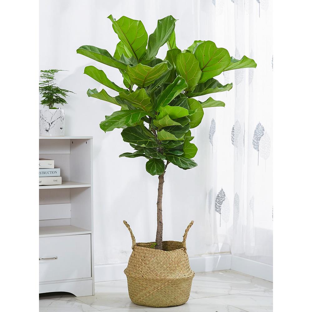 琴叶榕大型室内盆栽北欧盆景大叶植物办公室客厅除甲醛网红绿植