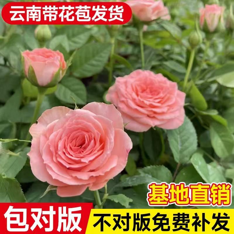 仙度瑞拉月季玫瑰花盆栽
