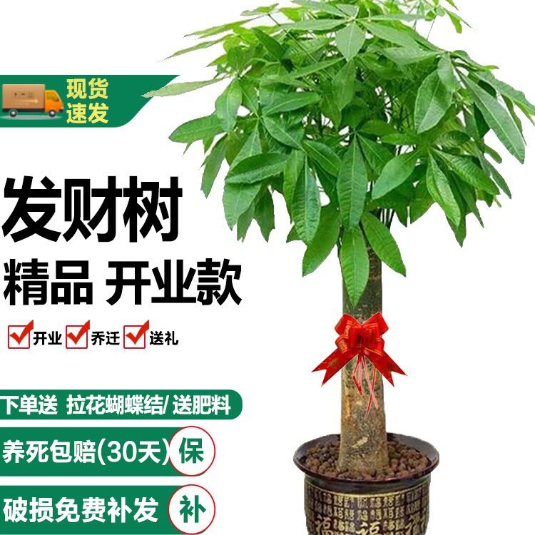 爱逵盆栽客厅大盆栽独干净化空气