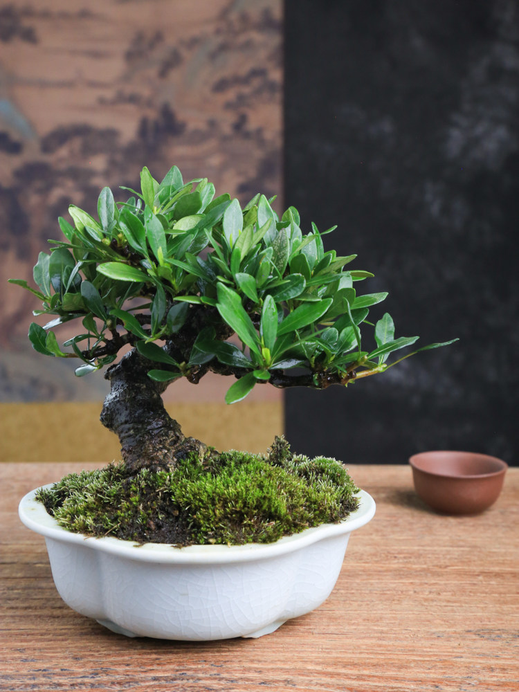 日本达摩栀子花盆景 茶桌书房办公桌好养 盆栽观花观果窗阳台小品