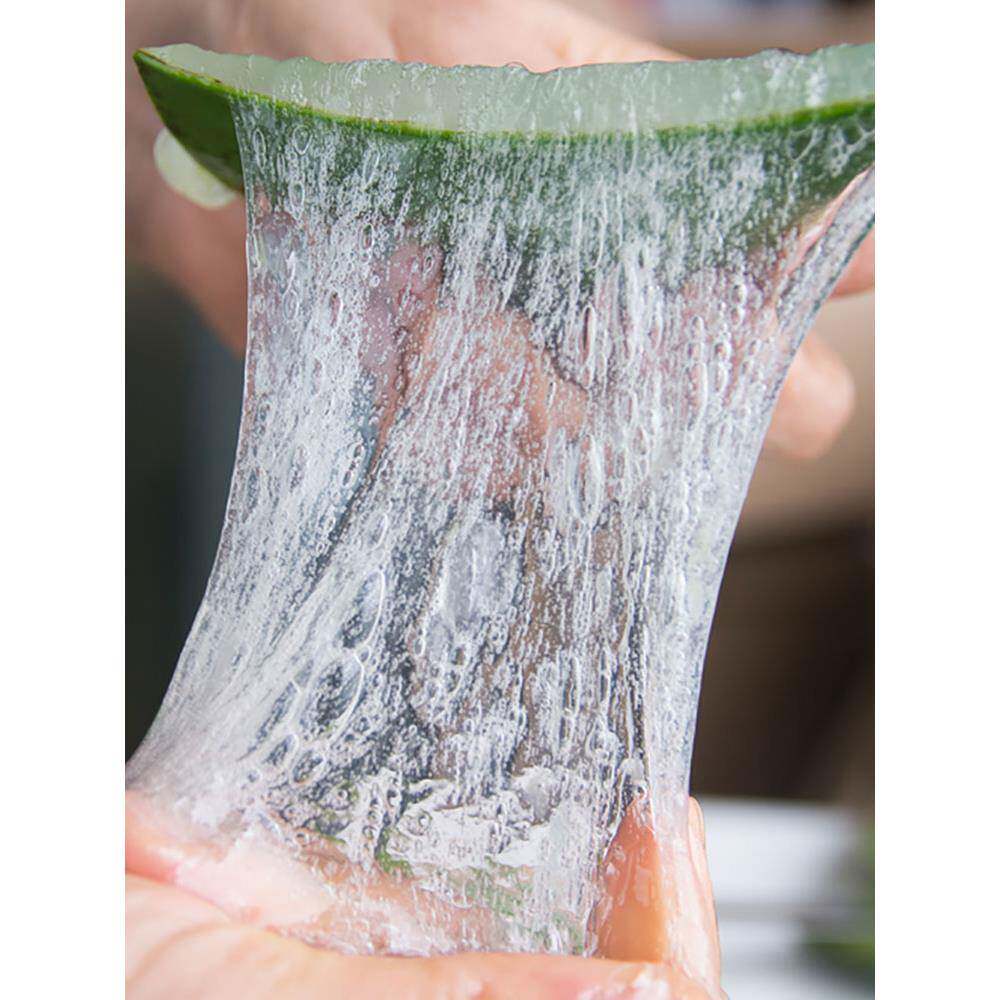 美国库拉索芦荟盆栽植物美院用专容新鲜容补水敷脸spf大叶片美灌