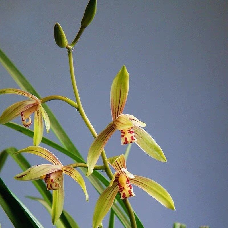 兰花苗 小桃红兰花 建兰四季兰现带花苞M浓香金边好养名贵盆栽,鲜花速递/花卉仿真/绿植园艺,国兰/杂交兰/洋兰类,淘宝优惠券,粉丝福利购,淘宝优惠卷