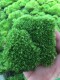 鲜活苔藓森情微景苔藓r植物小白发藓微景观瓶 水陆缸 种植苔藓