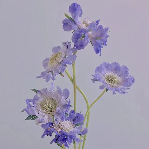 蓝盆花家b庭水养新鲜切花办公室室内瓶插花桌面观赏装饰节日礼物