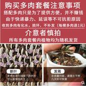 苔藓微景观带灯花盆多p肉植物组合盆栽植栽鲜活diy礼物负离子摆件