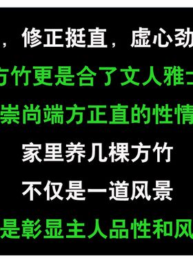 方竹苗竹子e君四方形竹子苗室内绿植适合庭院阳台竹盆栽盆景竹子