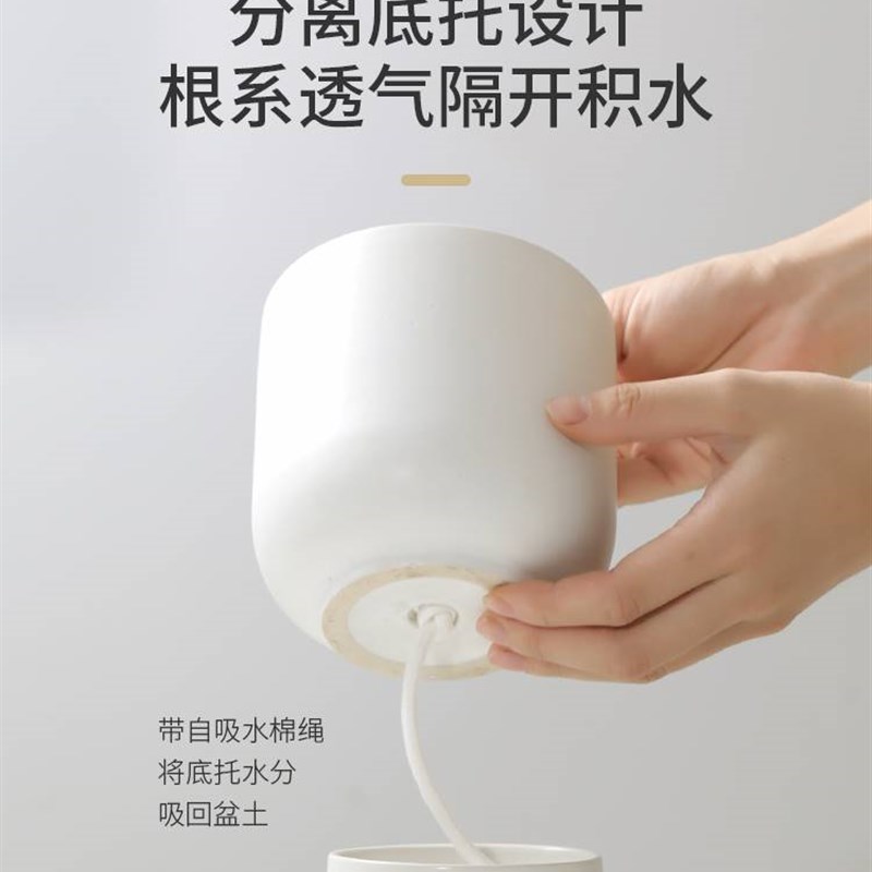 白玉虎皮兰盆栽桌面办公室内植物富贵竹客厅芦荟好养小绿植虎尾兰