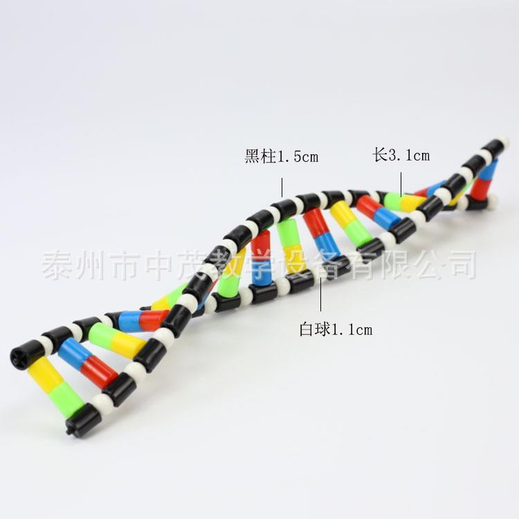 高中生物dna模型
第1张 高中生物dna模型
第1张