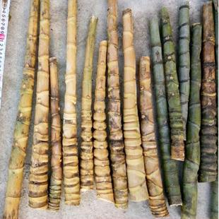 罗汉竹龟甲竹异形竹手把斑竹实心竹竹根竹鞭料玉竹人面件新疆包邮