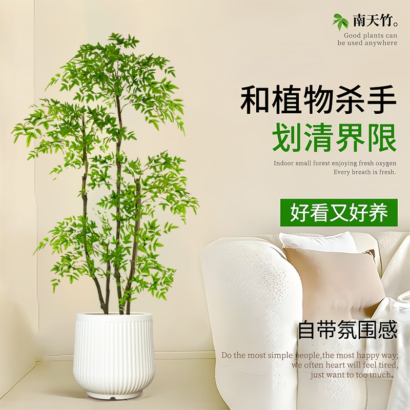 南天竹盆栽真树绿植物室内室内大型门口高端四季好养净化空气观叶