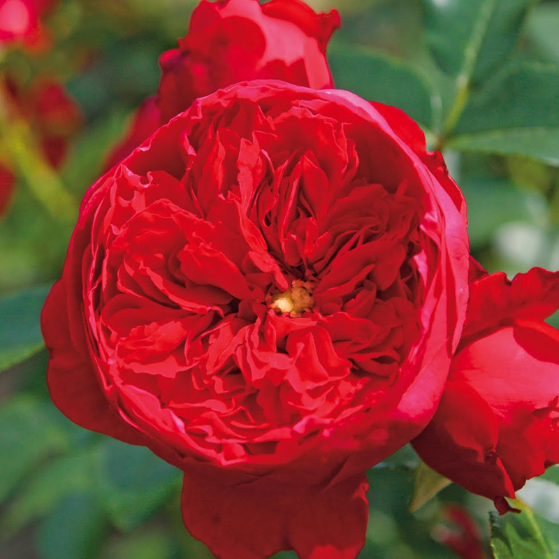 弗洛伦蒂娜月季大苗爬藤月季花苗藤本月季带花苞四季开花