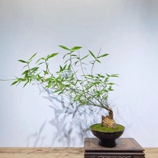 文人艺术小叶簕竹阳台室内外复古桌面勒竹树桩常青绿植盆景盆栽