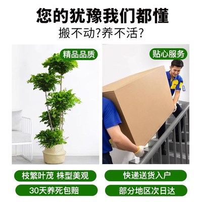 幸福树客厅盆栽大绿植室内乔迁新居除甲醛摆件高端大气上档次植物