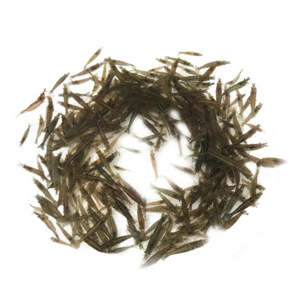 极速黑壳虾除藻淡水活体宠物水草虾清洁饲料工具鱼缸小草缸造景观