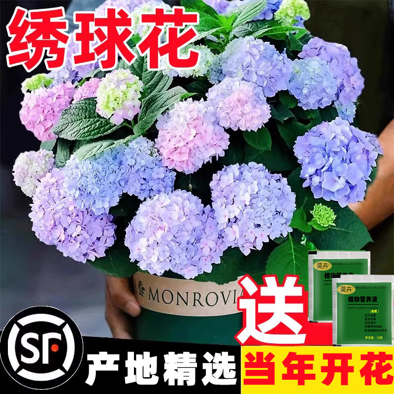 绣球花苗无尽夏四季开花绣球花盆栽庭院好养的花卉植物室内花