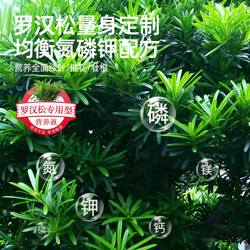罗汉松肥料专用营养液泰山松大阪松造型松树盆景养护通用型液体肥