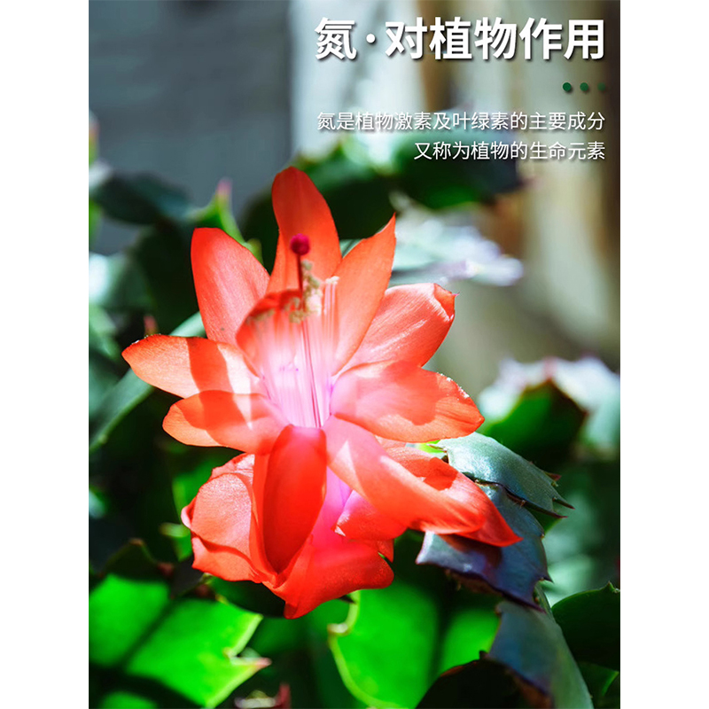 蟹爪兰肥料专用肥浓缩营养液蟹爪莲花卉绿植盆栽家用水土培液体肥