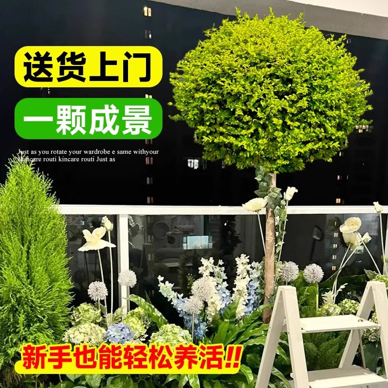 棒糖小叶女贞球形亮晶女贞多头造型树别墅庭院花镜景观植物造景