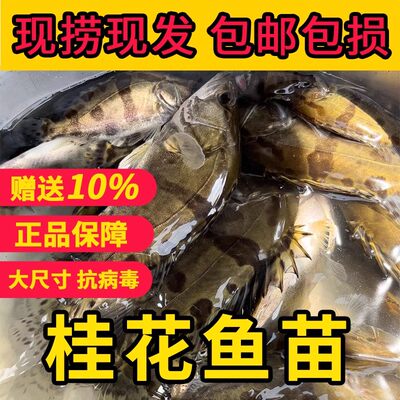 鳜鱼苗桂花鱼桂鱼苗饲料桂淡水活体鱼苗优质桂鱼苗大规格养殖鱼苗