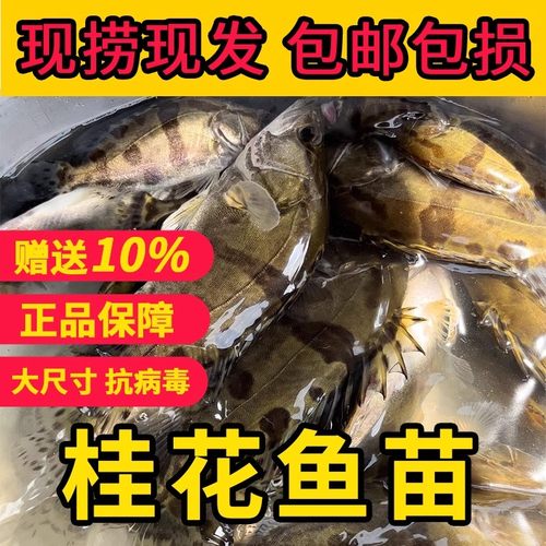 鳜鱼苗桂花鱼苗桂鱼淡水