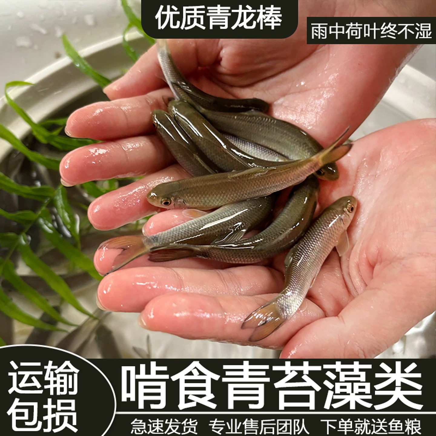 青龙棒养殖鱼苗青衣鱼川华鲮油棒子鱼可食用淡水活体草鱼渔场直发
