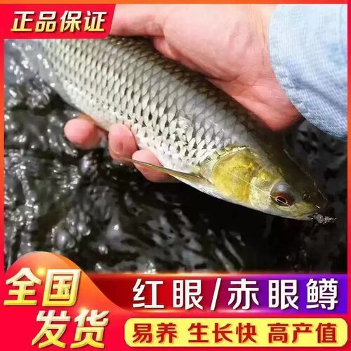 赤眼鳟鱼苗红眼鱼喂乌龟小鱼