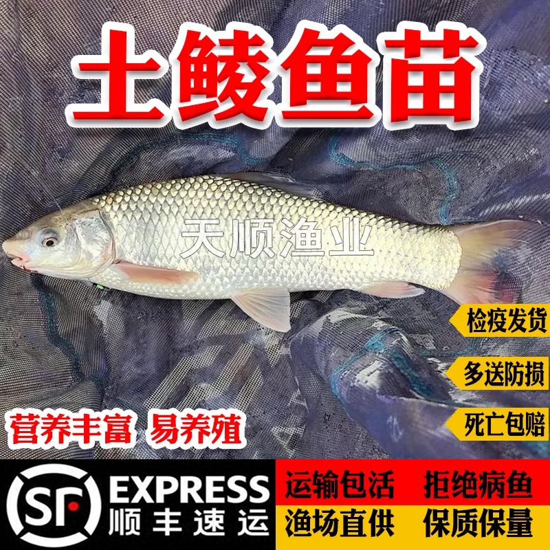鲮鱼苗土鲮鱼苗麦鲮鱼苗泰鲮鱼苗活体淡水养殖鲜活可食营养丰富