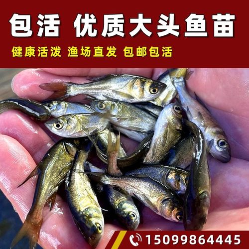 花鲢鱼苗淡水养殖食用活鱼大头