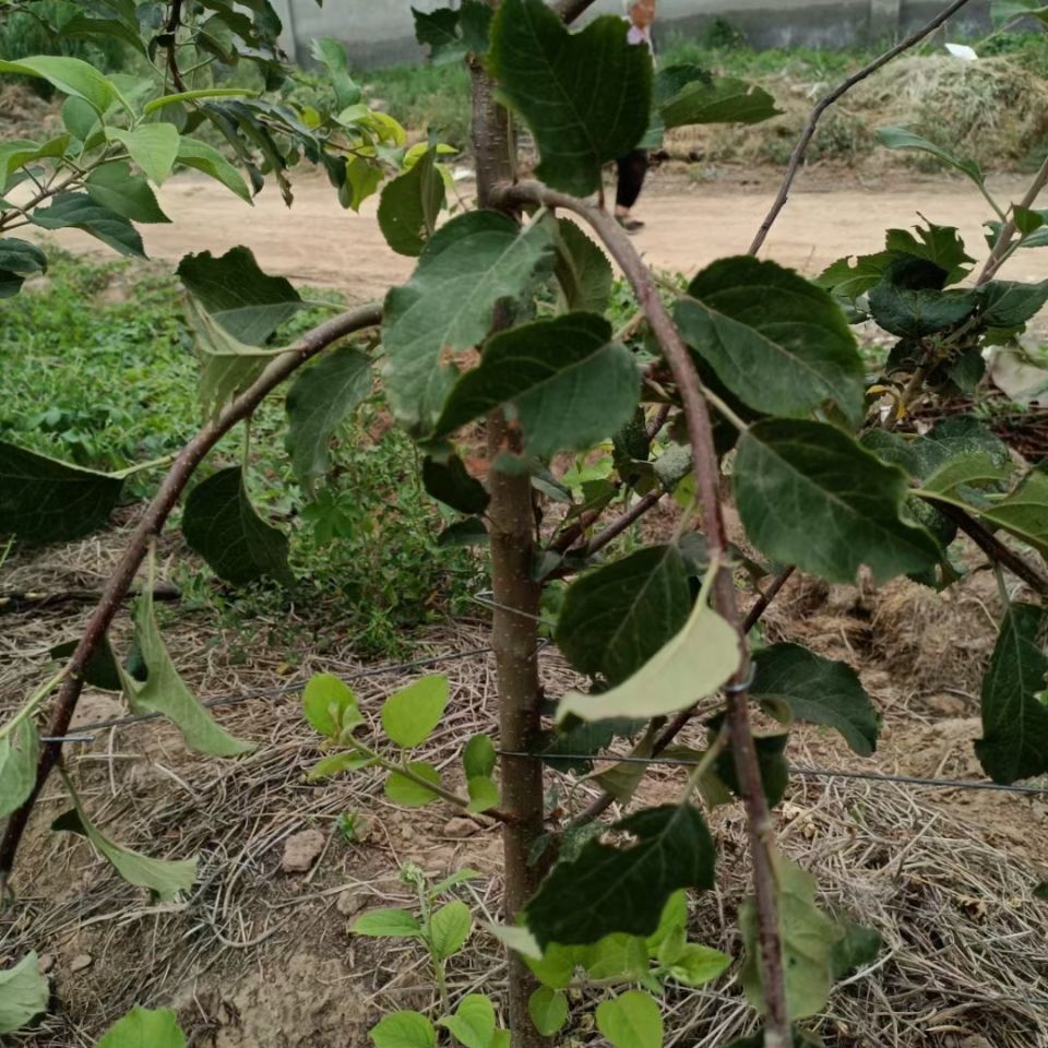 新疆西藏专链主干型果树拉枝器开角器新型压下垂园林工具密植果园