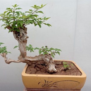 黄荆盆景舍利老桩